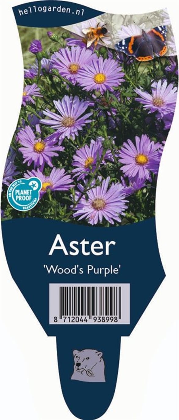 Aster 'Wood's Purple' - P11